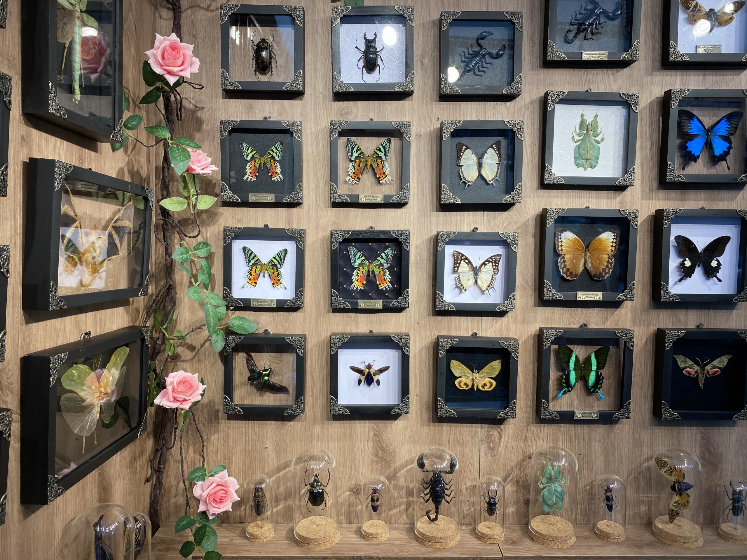 Real Framed Sunset Moth Dead Insect Dried Butterfly Handmade Shadow Box White Frame Nametag Taxidermy Specimen Display Oddity Ta
